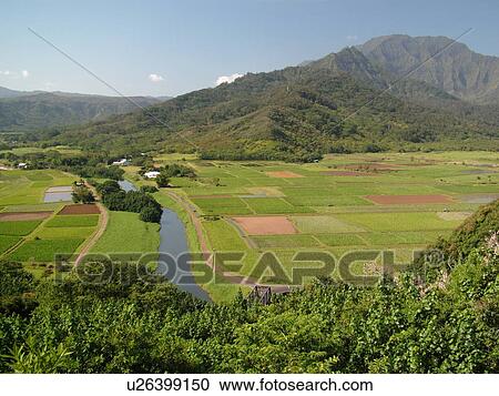 Princeville, Kauai, HI, Hawaii, North Shore, Hanalei Valley, Hanalei National Wildlife Refuge, Taro Fields, Hanalei River View Large Photo Image Stock Image - Princeville, Kauai, HI, Hawaii, North Shore, Hanalei Valley, Hanalei National Wildlife Refuge, Taro Fields, Hanalei River. Fotosearch