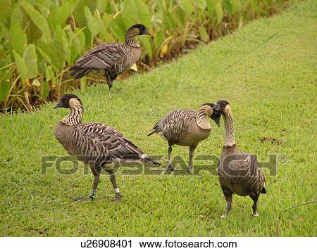 Stock Image -  Princeville, Kauai, HI, Hawaii, North Shore, Hanalei Valley, Hanalei National Wildlife Refuge, Nene, Hawaiian Geese. Fotosearch
