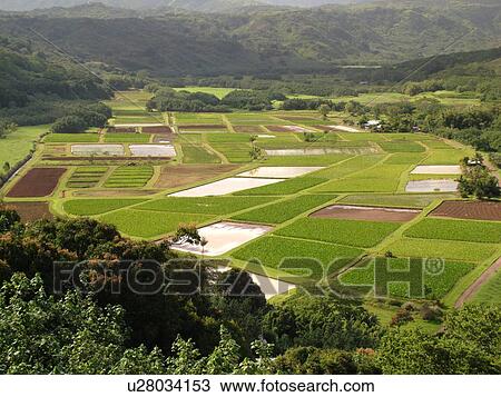 Stock Image -  Princeville, Kauai, HI, Hawaii, North Shore, Hanalei Valley, Hanalei National Wildlife Refuge, Taro Fields. Fotosearch