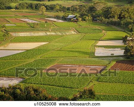 Princeville, Kauai, HI, Hawaii, North Shore, Hanalei Valley, Hanalei National Wildlife Refuge, Taro Fields View Large Photo Image Stock Photo - Princeville, Kauai, HI, Hawaii, North Shore, Hanalei Valley, Hanalei National Wildlife Refuge, Taro Fields. Fotosearch