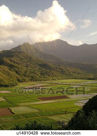 Stock Photo -  Princeville, Kauai, HI, Hawaii, North Shore, Hanalei Valley, Hanalei National Wildlife Refuge, Taro Fields. Fotosearch