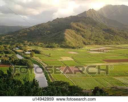 Stock Photo -  Princeville, Kauai, HI, Hawaii, North Shore, Hanalei Valley, Hanalei National Wildlife Refuge, Taro Fields, Hanalei River. Fotosearch