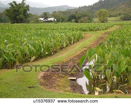 Princeville, Kauai, HI, Hawaii, North Shore, Hanalei Valley, Hanalei National Wildlife Refuge, Taro Fields View Large Photo Image Stock Photo - Princeville, Kauai, HI, Hawaii, North Shore, Hanalei Valley, Hanalei National Wildlife Refuge, Taro Fields. Fotosearch