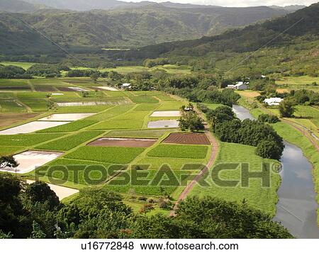 Princeville, Kauai, HI, Hawaii, North Shore, Hanalei Valley, Hanalei National Wildlife Refuge, Taro Fields View Large Photo Image Stock Photo - Princeville, Kauai, HI, Hawaii, North Shore, Hanalei Valley, Hanalei National Wildlife Refuge, Taro Fields. Fotosearch