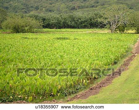 Stock Photo -  Princeville, Kauai, HI, Hawaii, North Shore, Hanalei Valley, Hanalei National Wildlife Refuge, Taro Fields, colocasia esculenta. Fotosearch