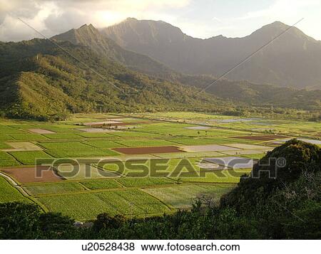 Stock Photo -  Princeville, Kauai, HI, Hawaii, North Shore, Hanalei Valley, Hanalei National Wildlife Refuge, Taro Fields. Fotosearch