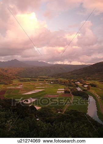 Princeville, Kauai, HI, Hawaii, North Shore, Hanalei Valley, Hanalei National Wildlife Refuge, Taro Fields View Large Photo Image Stock Photo - Princeville, Kauai, HI, Hawaii, North Shore, Hanalei Valley, Hanalei National Wildlife Refuge, Taro Fields. Fotosearch