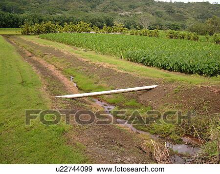 Stock Photo -  Princeville, Kauai, HI, Hawaii, North Shore, Hanalei Valley, Hanalei National Wildlife Refuge, Taro Fields, colocasia esculenta. Fotosearch