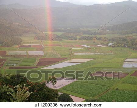 Stock Photograph -  Princeville, Kauai, HI, Hawaii, North Shore, Hanalei Valley, Hanalei National Wildlife Refuge, Taro Fields, rainbow. Fotosearch