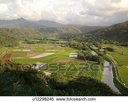 Princeville, Kauai, HI, Hawaii, North Shore, Hanalei Valley, Hanalei National Wildlife Refuge, Taro Fields, Hanalei River View Large Photo Image Stock Photograph - Princeville, Kauai, HI, Hawaii, North Shore, Hanalei Valley, Hanalei National Wildlife Refuge, Taro Fields, Hanalei River. Fotosearch