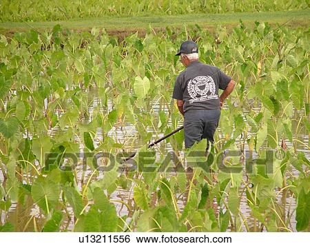 Stock Photograph -  Princeville, Kauai, HI, Hawaii, North Shore, Hanalei Valley, Hanalei National Wildlife Refuge, Taro Fields. Fotosearch