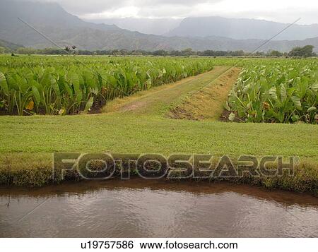 Princeville, Kauai, HI, Hawaii, North Shore, Hanalei Valley, Hanalei National Wildlife Refuge, Taro Fields, colocasia esculenta View Large Photo Image Stock Photograph - Princeville, Kauai, HI, Hawaii, North Shore, Hanalei Valley, Hanalei National Wildlife Refuge, Taro Fields, colocasia esculenta. Fotosearch