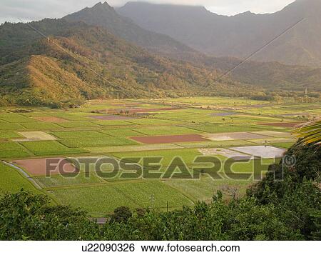 Stock Photograph -  Princeville, Kauai, HI, Hawaii, North Shore, Hanalei Valley, Hanalei National Wildlife Refuge, Taro Fields. Fotosearch