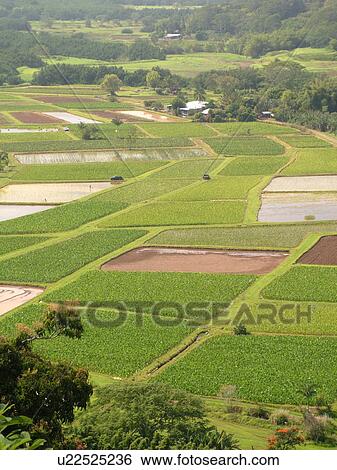 Stock Photograph -  Princeville, Kauai, HI, Hawaii, North Shore, Hanalei Valley, Hanalei National Wildlife Refuge, Taro Fields. Fotosearch