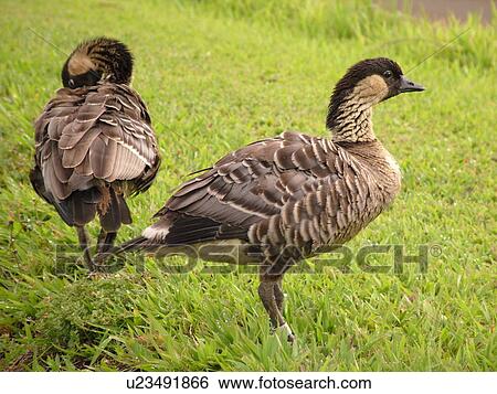 Princeville, Kauai, HI, Hawaii, North Shore, Hanalei Valley, Hanalei National Wildlife Refuge, Nene, Hawaiian Geese View Large Photo Image Stock Photograph - Princeville, Kauai, HI, Hawaii, North Shore, Hanalei Valley, Hanalei National Wildlife Refuge, Nene, Hawaiian Geese. Fotosearch