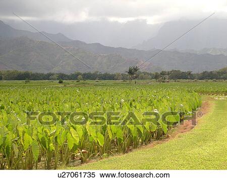 Stock Photography -  Princeville, Kauai, HI, Hawaii, North Shore, Hanalei Valley, Hanalei National Wildlife Refuge, Taro Fields, colocasia esculenta. Fotosearch
