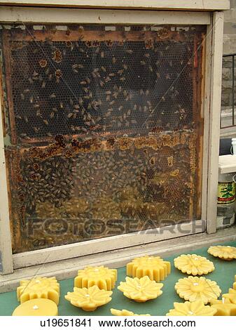Stock Image -  Randolph, VT, Vermont, New World Festival, bees wax display, honeycomb. Fotosearch