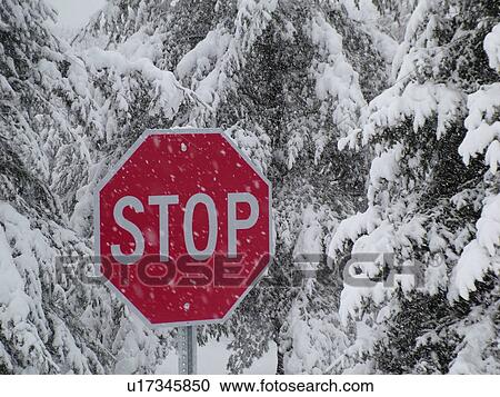 Stock Image -  road sign, Stop Sign in a snowstorm, snow-covered evergreen trees, . Fotosearch