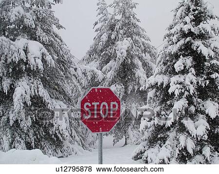 Stock Photo -  road sign, Stop Sign in a snowstorm, snow-covered evergreen trees, . Fotosearch