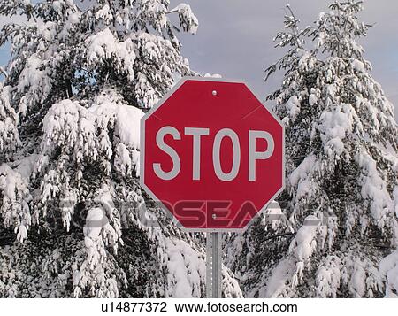 road sign, Stop Sign in the snow, snow-covered evergreen trees, View Large Photo Image Stock Image - road sign, Stop Sign in the snow, snow-covered evergreen trees, . Fotosearch