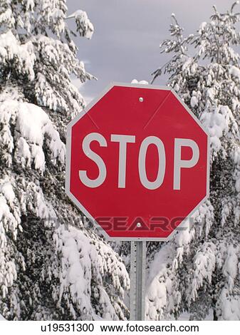 road sign, Stop Sign in the snow, snow-covered evergreen trees, View Large Photo Image Stock Image - road sign, Stop Sign in the snow, snow-covered evergreen trees, . Fotosearch
