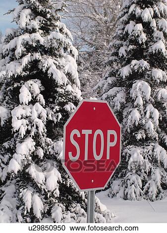 Stock Image -  road sign, Stop Sign in the snow, snow-covered evergreen trees, . Fotosearch