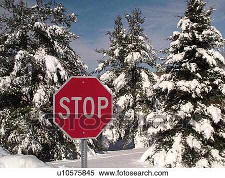 road sign, Stop Sign in the snow, snow-covered evergreen trees, View Large Photo Image Stock Photography - road sign, Stop Sign in the snow, snow-covered evergreen trees, . Fotosearch