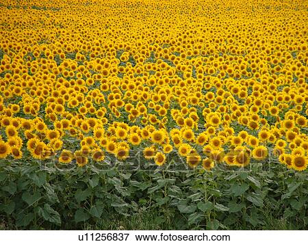 Rugby, ND, North Dakota, Sunflowers, field View Large Photo Image Stock Photo - Rugby, ND, North Dakota, Sunflowers, field. Fotosearch