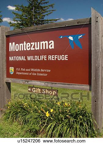 Seneca Falls, NY, New York, Finger Lakes Region, Montezuma National Wildlife Refuge, entrance sign View Large Photo Image Stock Photograph - Seneca Falls, NY, New York, Finger Lakes Region, Montezuma National Wildlife Refuge, entrance sign. Fotosearch