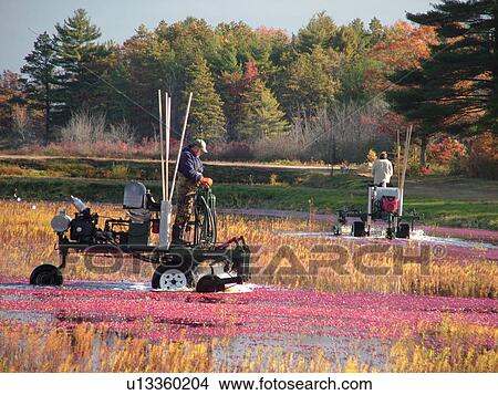 South Carver, MA, Massachusetts, Plymouth County, Cranberries, Cranberry Wet Harvest, water reels View Large Photo Image Picture -  South Carver, MA, Massachusetts, Plymouth County, Cranberries, Cranberry Wet Harvest, water reels. Fotosearch