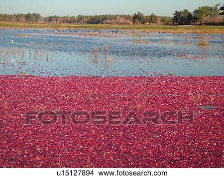 Picture -  South Carver, MA, Massachusetts, Plymouth County, Cranberries, Cranberry Wet Harvest. Fotosearch