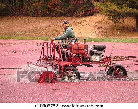 South Carver, MA, Massachusetts, Plymouth County, Cranberries, Cranberry Wet Harvest, water reels View Large Photo Image Stock Image - South Carver, MA, Massachusetts, Plymouth County, Cranberries, Cranberry Wet Harvest, water reels. Fotosearch