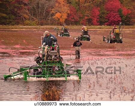 Stock Image -  South Carver, MA, Massachusetts, Plymouth County, Cranberries, Cranberry Wet Harvest, water reels. Fotosearch