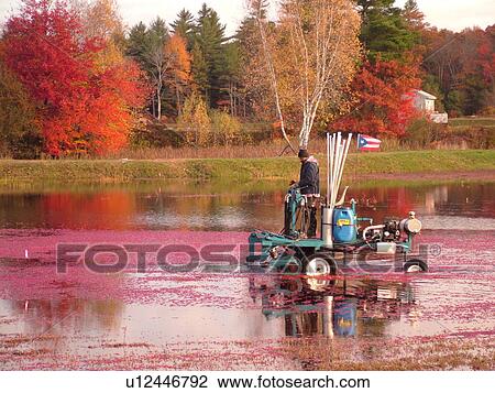 Stock Image -  South Carver, MA, Massachusetts, Plymouth County, Cranberries, Cranberry Wet Harvest, water reels. Fotosearch