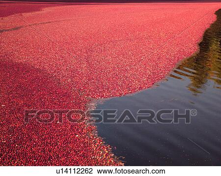 South Carver, MA, Massachusetts, Plymouth County, Cranberries, Cranberry Wet Harvest View Large Photo Image Stock Image - South Carver, MA, Massachusetts, Plymouth County, Cranberries, Cranberry Wet Harvest. Fotosearch