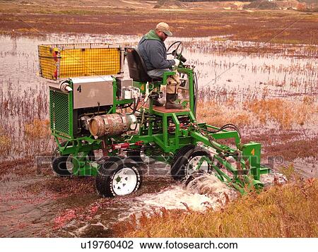 South Carver, MA, Massachusetts, Plymouth County, Cranberries, Cranberry Wet Harvest, water reels View Large Photo Image Stock Image - South Carver, MA, Massachusetts, Plymouth County, Cranberries, Cranberry Wet Harvest, water reels. Fotosearch
