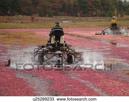 Stock Image -  South Carver, MA, Massachusetts, Plymouth County, Cranberries, Cranberry Wet Harvest, water reels. Fotosearch