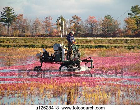 Stock Photo -  South Carver, MA, Massachusetts, Plymouth County, Cranberries, Cranberry Wet Harvest, water reels. Fotosearch