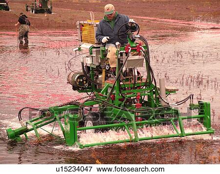 South Carver, MA, Massachusetts, Plymouth County, Cranberries, Cranberry Wet Harvest, water reels View Large Photo Image Stock Photo - South Carver, MA, Massachusetts, Plymouth County, Cranberries, Cranberry Wet Harvest, water reels. Fotosearch