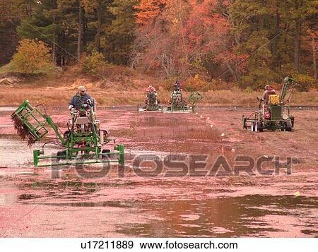 Stock Photo -  South Carver, MA, Massachusetts, Plymouth County, Cranberries, Cranberry Wet Harvest, water reels. Fotosearch