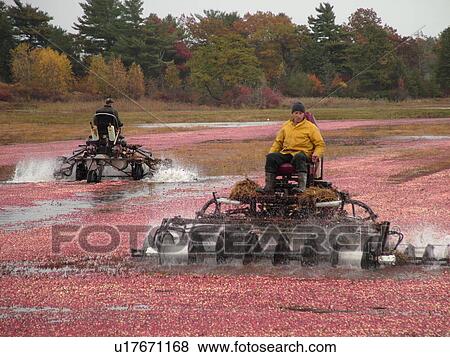 South Carver, MA, Massachusetts, Plymouth County, Cranberries, Cranberry Wet Harvest, water reels View Large Photo Image Stock Photo - South Carver, MA, Massachusetts, Plymouth County, Cranberries, Cranberry Wet Harvest, water reels. Fotosearch
