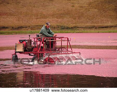 South Carver, MA, Massachusetts, Plymouth County, Cranberries, Cranberry Wet Harvest, water reels View Large Photo Image Stock Photo - South Carver, MA, Massachusetts, Plymouth County, Cranberries, Cranberry Wet Harvest, water reels. Fotosearch