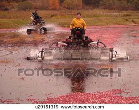 Stock Photo -  South Carver, MA, Massachusetts, Plymouth County, Cranberries, Cranberry Wet Harvest, water reels. Fotosearch