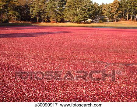 South Carver, MA, Massachusetts, Plymouth County, Cranberries, Cranberry Wet Harvest, background View Large Photo Image Stock Photo - South Carver, MA, Massachusetts, Plymouth County, Cranberries, Cranberry Wet Harvest, background. Fotosearch