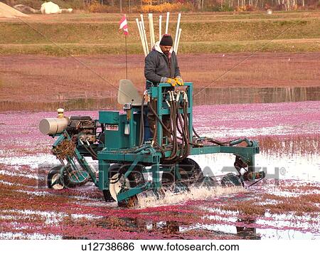 South Carver, MA, Massachusetts, Plymouth County, Cranberries, Cranberry Wet Harvest, water reels View Large Photo Image Stock Photograph - South Carver, MA, Massachusetts, Plymouth County, Cranberries, Cranberry Wet Harvest, water reels. Fotosearch