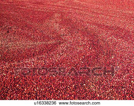 South Carver, MA, Massachusetts, Plymouth County, Cranberries, Cranberry Wet Harvest, background View Large Photo Image Stock Photograph - South Carver, MA, Massachusetts, Plymouth County, Cranberries, Cranberry Wet Harvest, background. Fotosearch