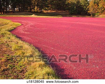 South Carver, MA, Massachusetts, Plymouth County, Cranberries, Cranberry Wet Harvest View Large Photo Image Stock Photography -  South Carver, MA, Massachusetts, Plymouth County, Cranberries, Cranberry Wet Harvest. Fotosearch