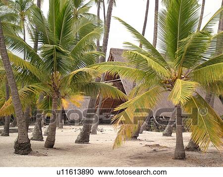 Stock Image -  South Kona, Big Island, Island of Hawaii, HI, Hawaii, Kona Coast, Leeward, West Coast, Captain Cook, Honaunau, Pu'uhonua O Honaunau National Historical Park, Place of Refuge, Halau, thatched A frame structures. Fotosearch
