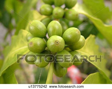 Stock Image -  South Kona, Big Island, Island of Hawaii, HI, Hawaii, Kona Coast, Leeward, West Coast, Captain Cook, Royal Kona Museum & Coffee Mill, green coffee beans, Coffea arabica typica. Fotosearch