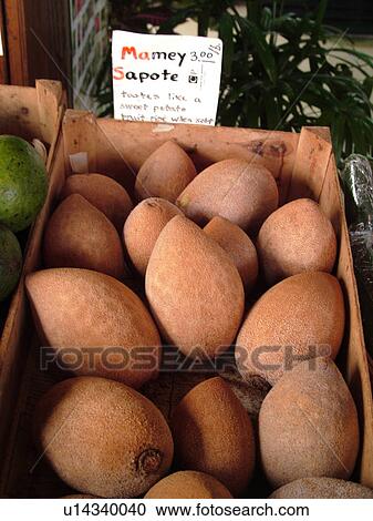 South Kona, Big Island, Island of Hawaii, HI, Hawaii, Kona Coast, Leeward, West Coast, Captain Cook, roadside farm stand, Mamey Sapote View Large Photo Image Stock Image - South Kona, Big Island, Island of Hawaii, HI, Hawaii, Kona Coast, Leeward, West Coast, Captain Cook, roadside farm stand, Mamey Sapote. Fotosearch